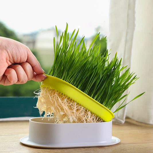 Growing Pot Hydroponic Plant